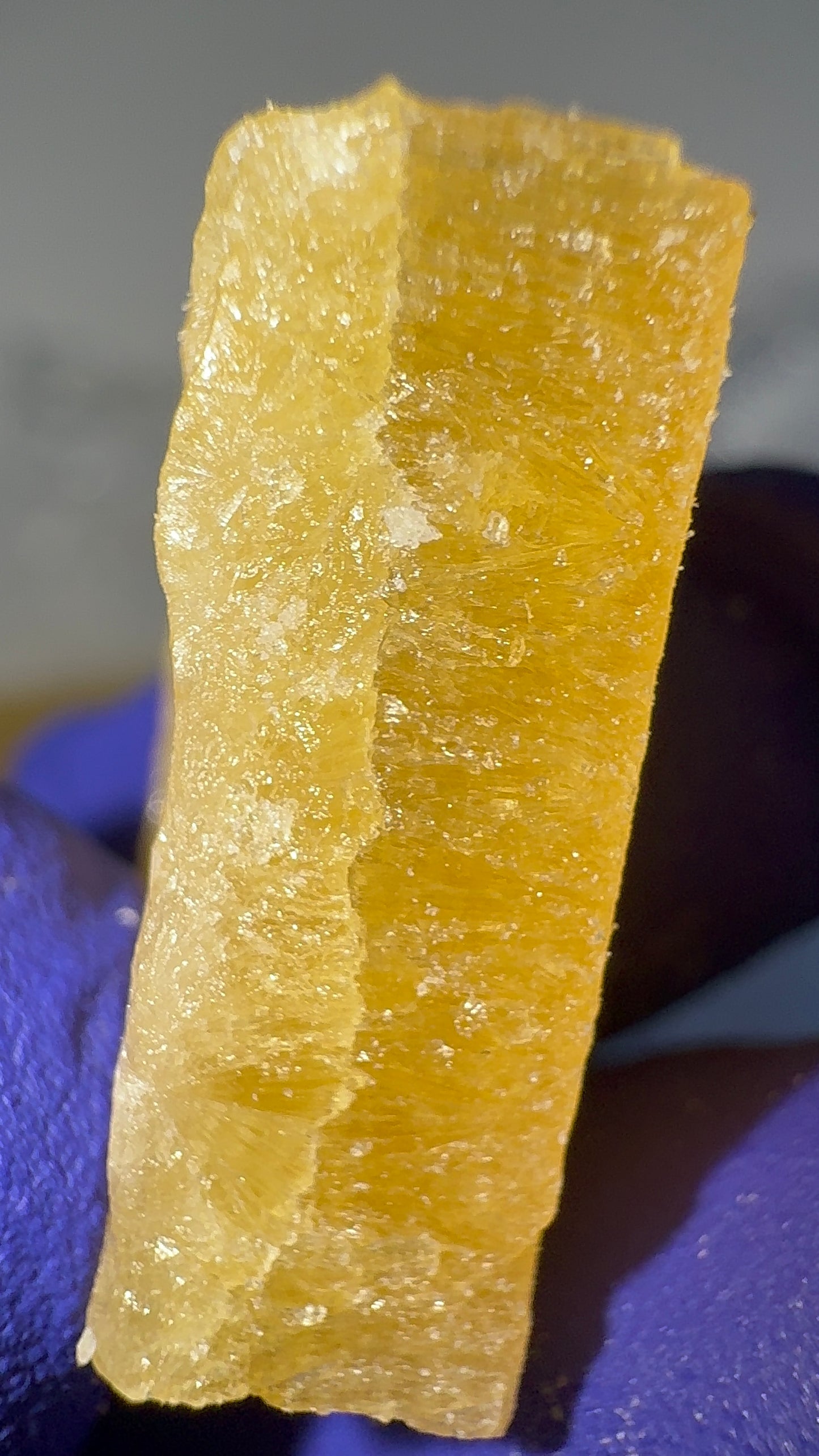 SHATTER SUPER LEMON SAPIENS