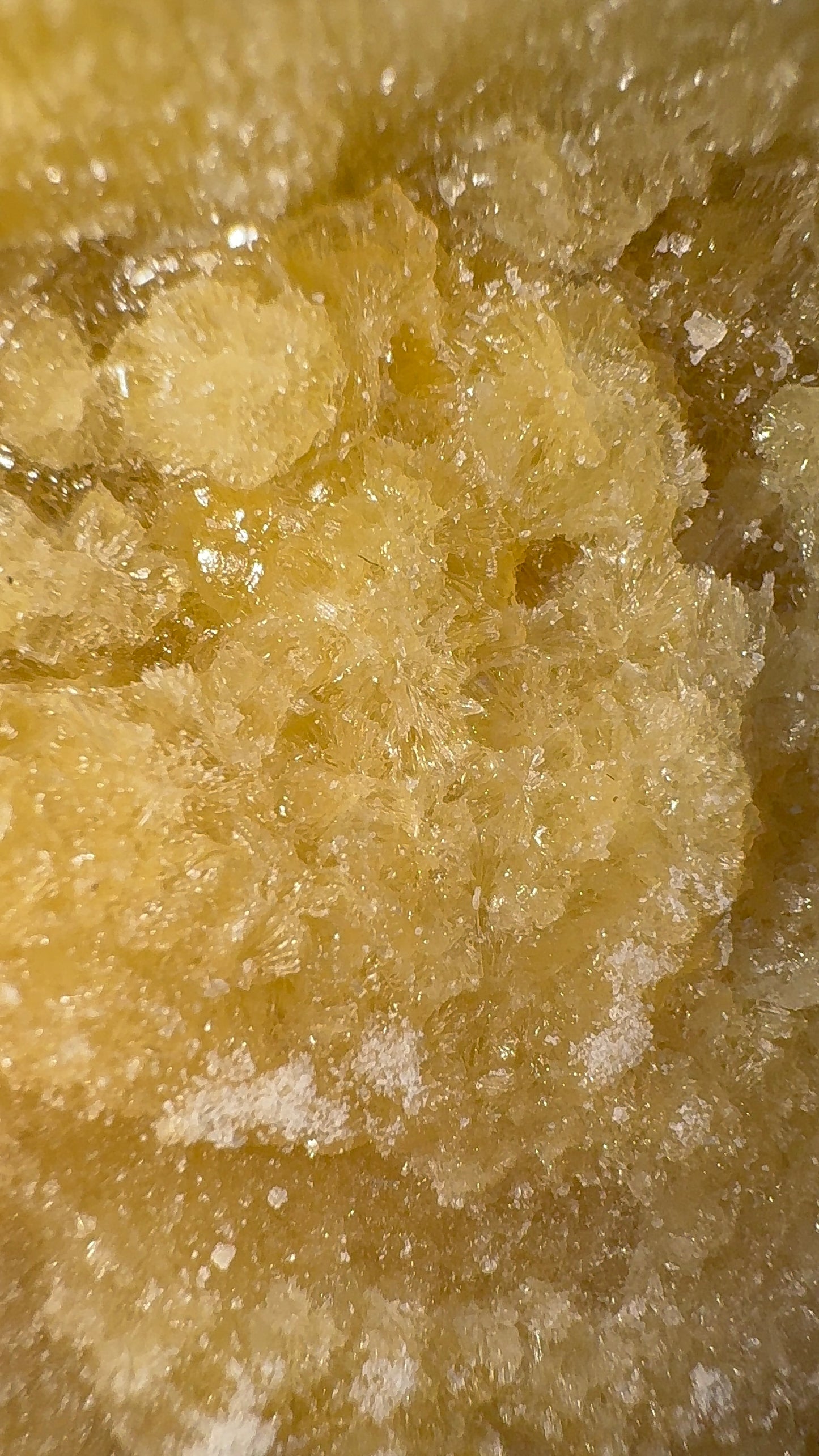 SHATTER SUPER LEMON SAPIENS